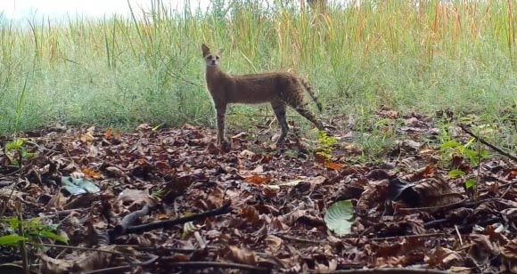 Des caméras révèlent la vie cachée de la faune du bassin du Congo article de nouvelles society – Dernier article de nouvelles