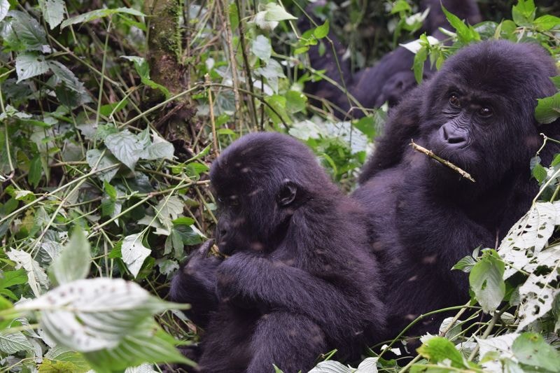 Première historique : une ONG congolaise co-gérera la Réserve naturelle d'Itombwe article de nouvelles society – Dernier a...