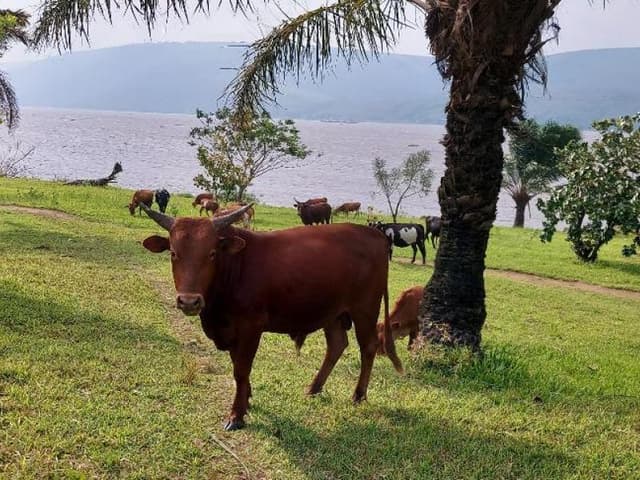 Ferme de 200 hectares avec cité touristique et plantations - Maluku Kimpoko, Kinshasa in Kinshasa mediacongo 200 hectares ...