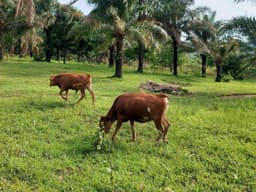 Vignette de Ferme de 200 hectares avec cité touristique et plantations - Maluku Kimpoko, Kinshasa 7