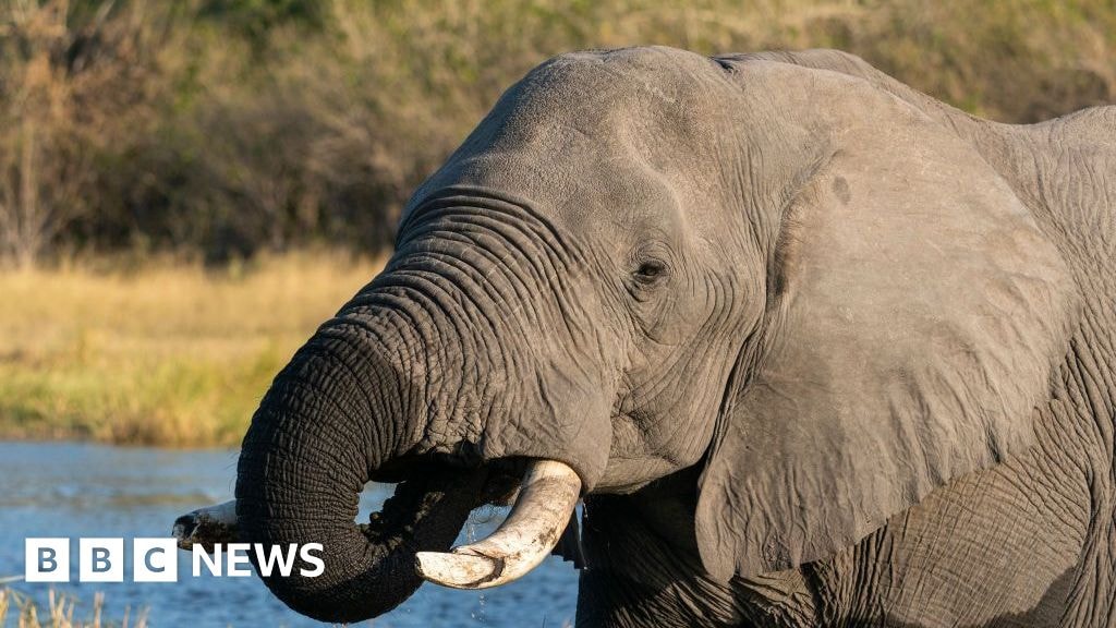 Botswana : Polémique autour de l'abattage d'éléphants pour les célébrations de l'indépendance article de nouvelles etrange...